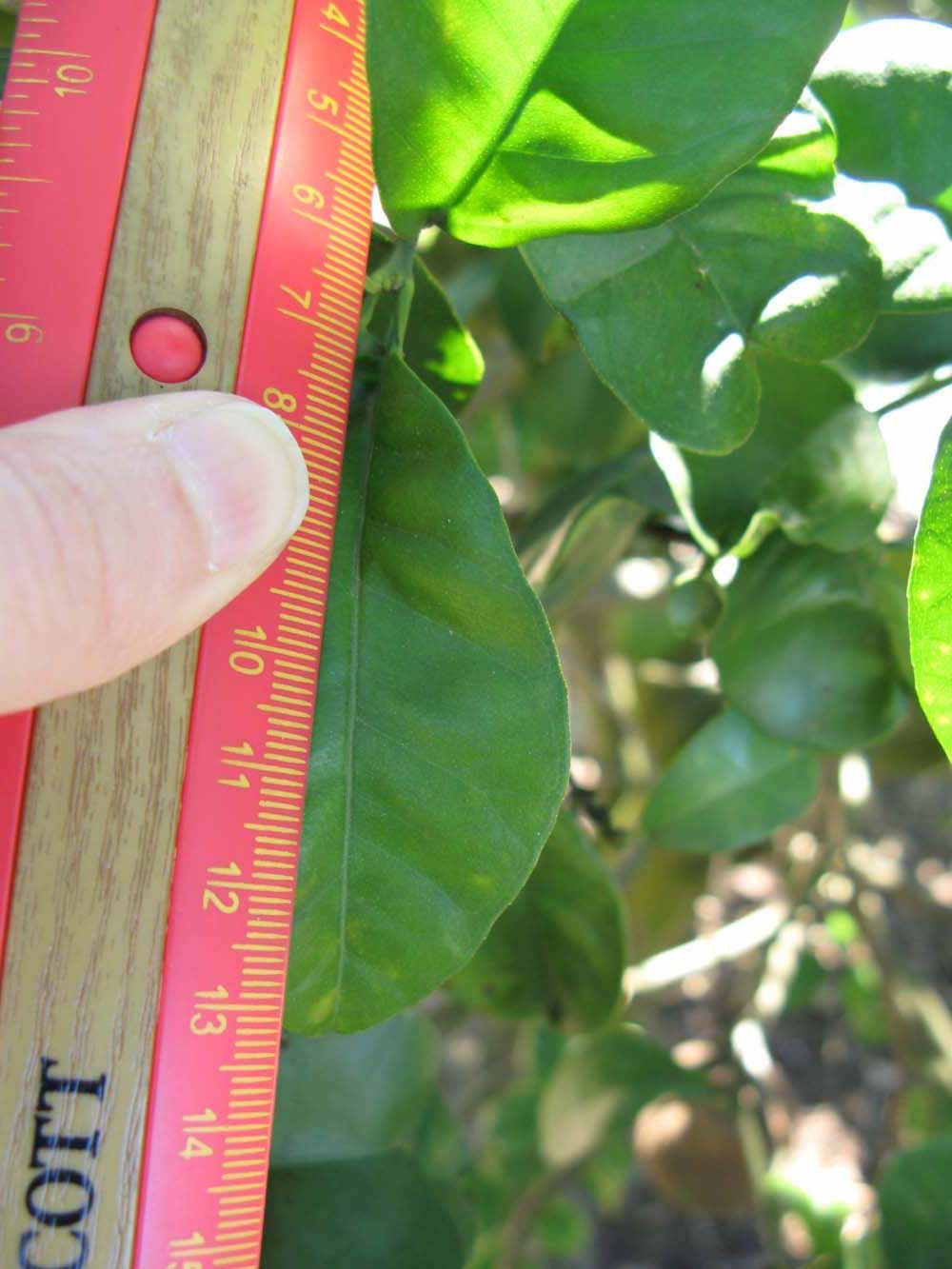            Unifoliolate leaf (Bouquet de Fleurs, Winter Haven, FL)   